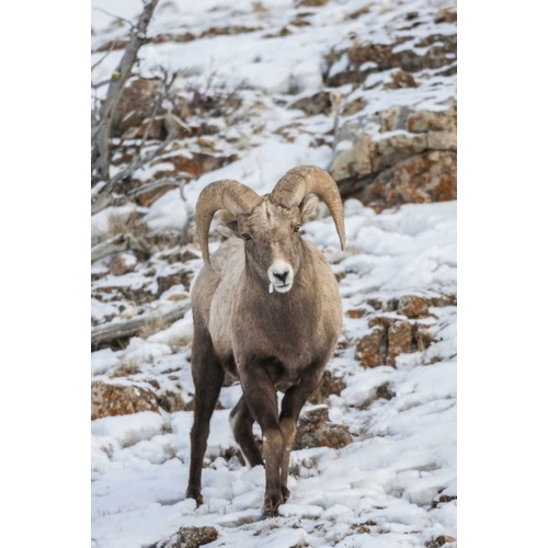 Wyoming, Yellowstone NP Bighorn sheep in snow